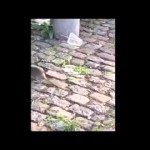 بالفيديو.. مواطن يصوّر مفاجأة غير سارّة على طريق سريع
