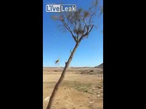 بالفيديو: قطة تتغلب على كلب بنقزه خطيره