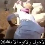 بالفيديو: فرس نهر يأكل أكبر  الجحه فى قضمة واحدة