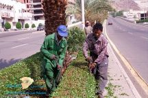 رسمياً.. «البلديات» تمنع تقزيم الأشجار