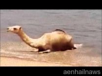 بالفيديو: جمل يهرب من حرارة الجو بالسباحة على الشاطئ