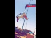 بالفيديو: صياد يُخرج سمكة قرش بالونش على سواحل البحر الأحمر