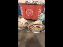 بالفيديو: مفطحات قعود كاملة ملقاة بجانب صناديق القمامة أمام إحدى صالات الأفراح