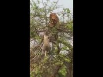 بالفيديو: نمر عملاق يتعرض للإهانة من قرد!