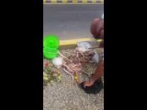 بالفيديو … العشرات من الثعابين داخل حقيبة حاج مصري قادم عن طريق ميناء ضباء !