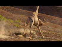 بالفيديو .. الطول عز ( زرافة تتجشم لبوه )