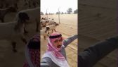 بالفيديو: خروف ( نجوف ) يطير شاب عالياً بعد استعراض مهاراته أمام قطيع الخراف
