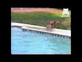 السباحة لتنقذ جروها من الغرق#بالفيديو: كلبة تقفز في بركة