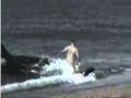يبتلع شاب على الشاطئ#( بالفيديو ) حوت ضخم