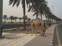 جمال سائبة تتجول وسط طريق مطار حائل