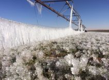 بالصور : تجمد المياه في رشاشات المزارع بحائل ووصول درجات الحرارة إلى “2” دون الصفر