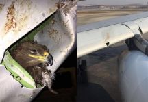 بالفيديو … ما أحدثه طائر في جناح طائرة تابعة لـ السعودية