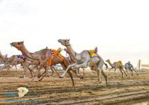 ”تنافس كبير” في مهرجان ولي العهد للهجن