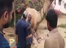 بالفيديو: جمل يرمح جزار في الشارع..